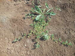 Image de Medicago doliata Carmign.