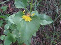 Image of Goodenia grandiflora Sims