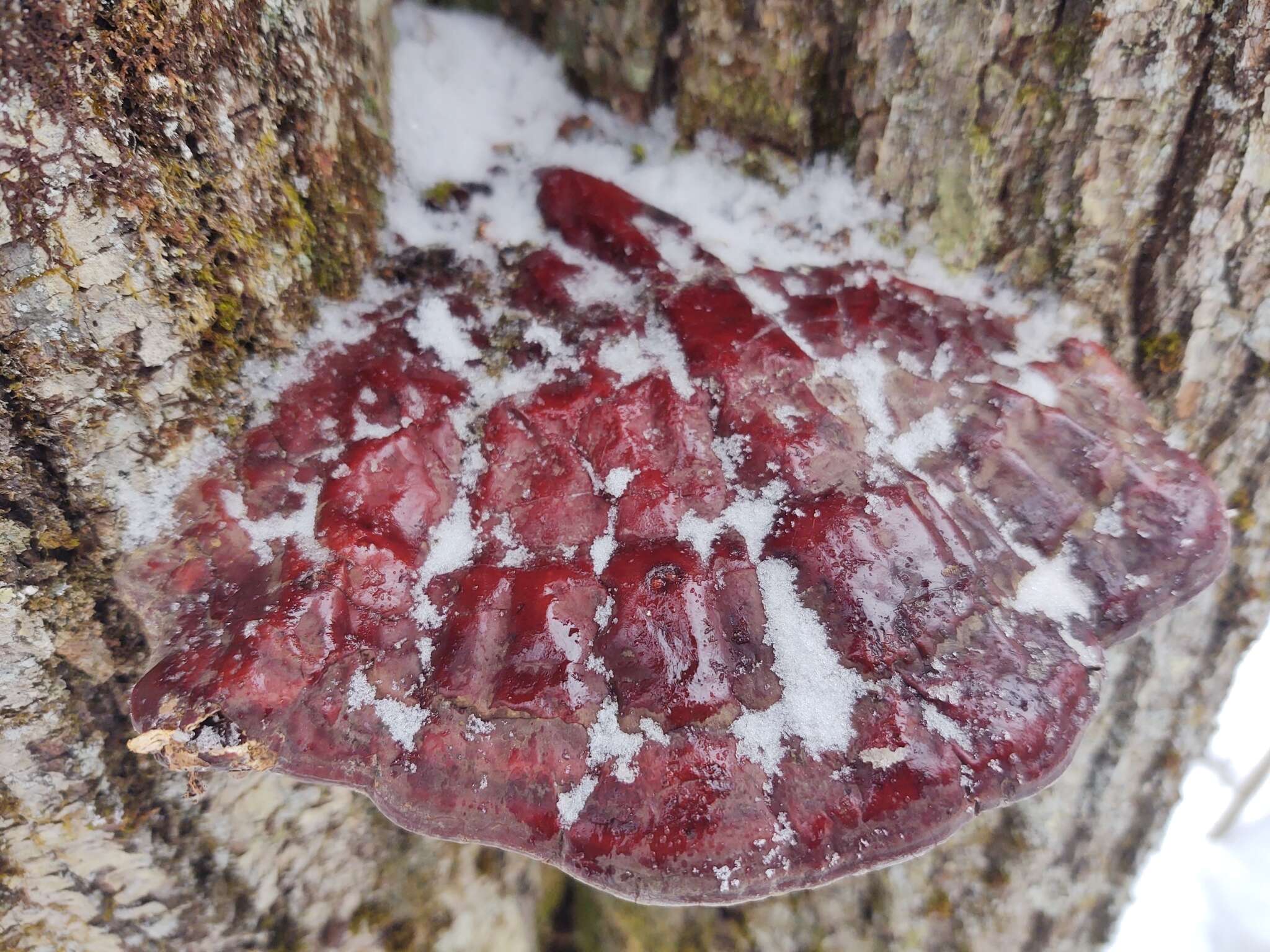 Image of Trichoderma harzianum Rifai 1969