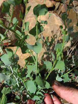 Dyerophytum africanum (Lam.) Kuntze resmi