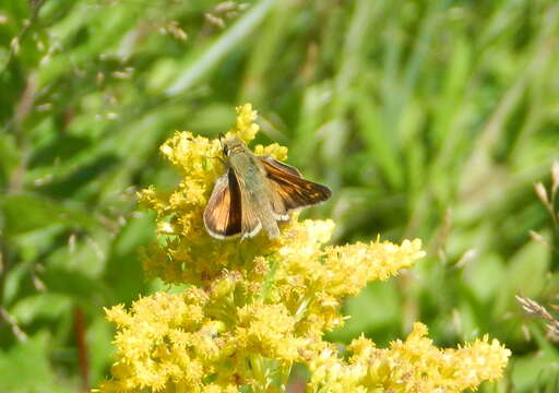 Image of Hesperia comma laurentina Lyman 1892