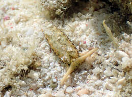 Image of Flat camouflaged slug