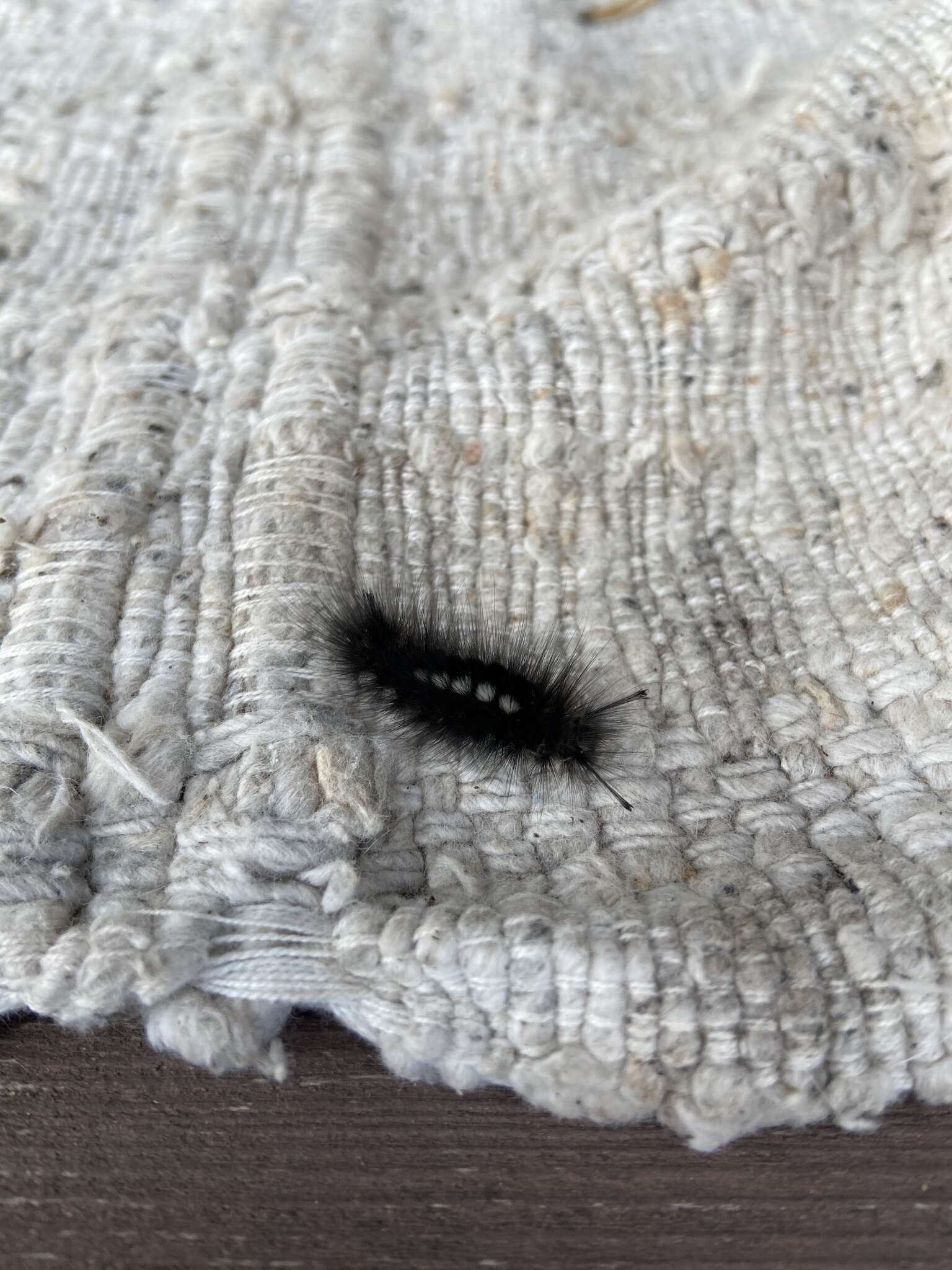 Image of Larch Tussock Moth