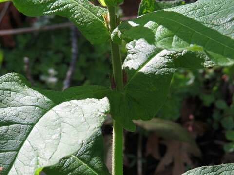 Слика од Triosteum perfoliatum L.