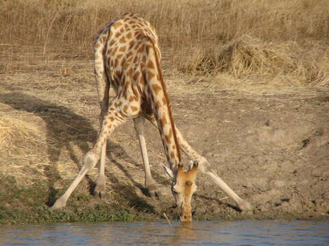 Image of Kordofan giraffe