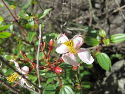 Image of Amphorocalyx rupestris H. Perrier