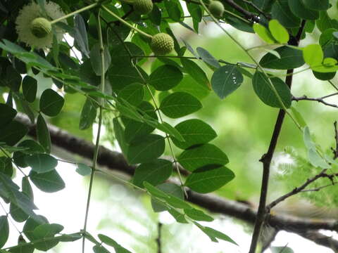 Leucaena lanceolata var. lanceolata的圖片