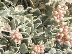 Imagem de Eriogonum ovalifolium var. eximium (Tidestrom) J. T. Howell