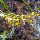 Plancia ëd Prosthechea panthera (Rchb. fil.) W. E. Higgins