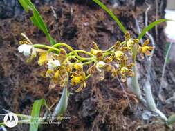 Plancia ëd Prosthechea panthera (Rchb. fil.) W. E. Higgins