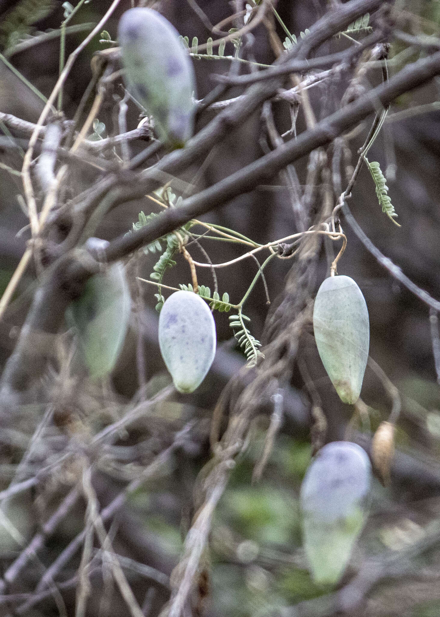 Image of Marsdenia edulis S. Wats.