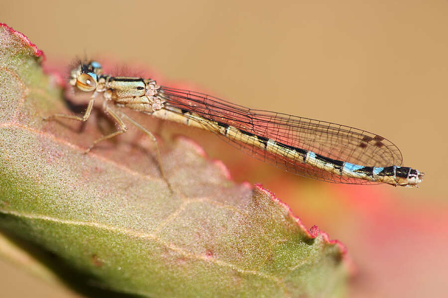 Sivun Protallagma titicacae (Calvert 1909) kuva