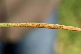 Image of Puccinia liliacearum Duby 1830