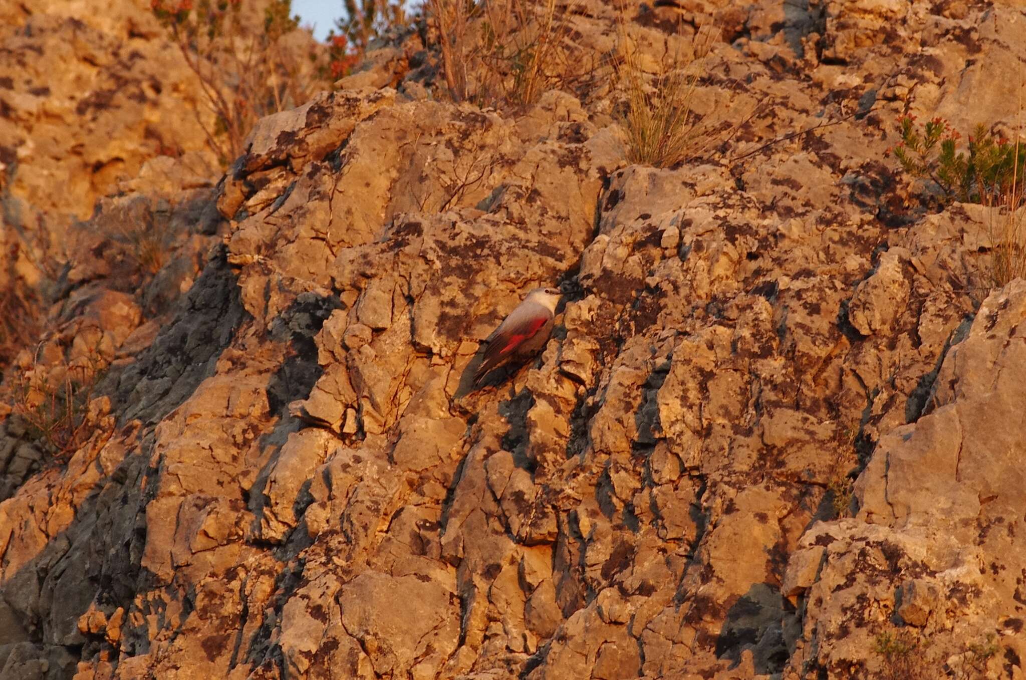 Image of Tichodroma muraria muraria (Linnaeus 1766)