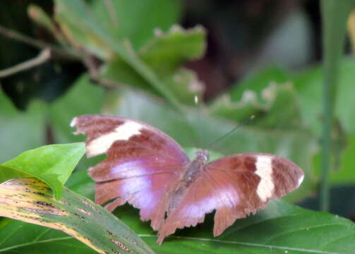 Image of Euphaedra medon Linnaeus 1763