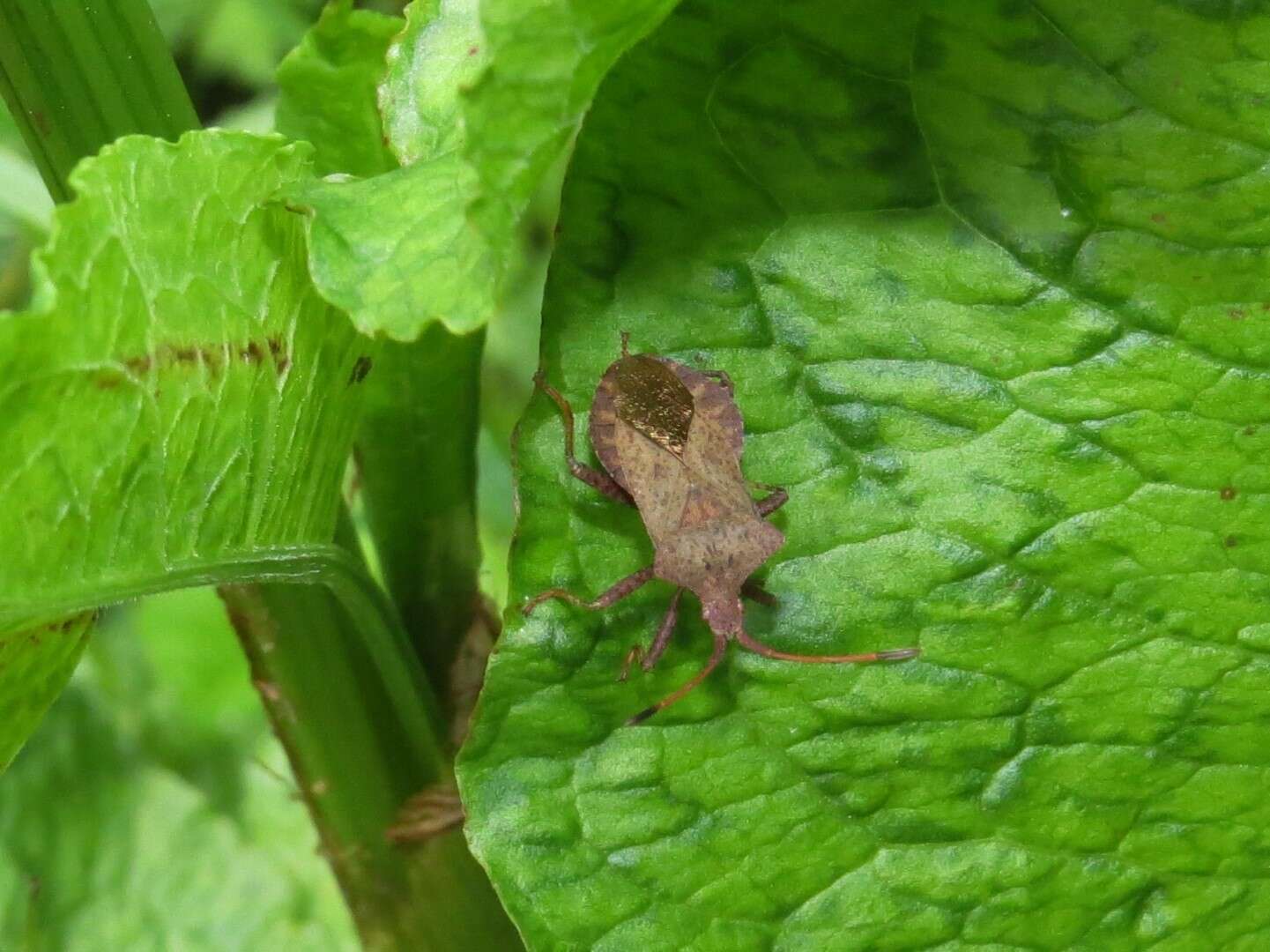 Image of Coreus