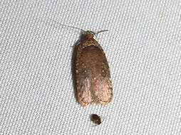 Image of Agonopterix clemensella Chambers 1876