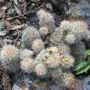 Image de Mammillaria tonalensis D. R. Hunt