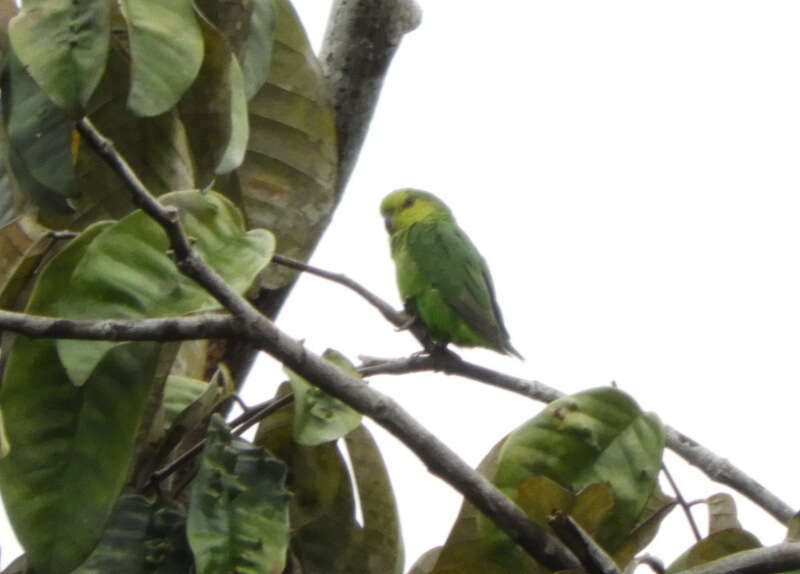 Image of Dusky-billed Parrotlet