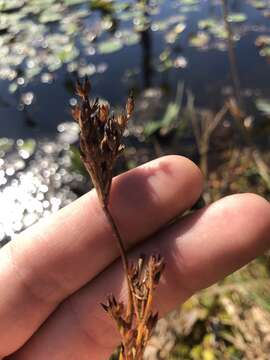 Juncus trigonocarpus Steud. resmi