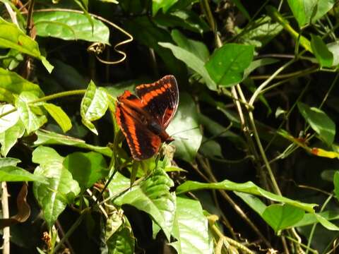 Imagem de Charaxes lucretius Cramer 1777