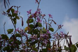 Image of Bronze Sunbird