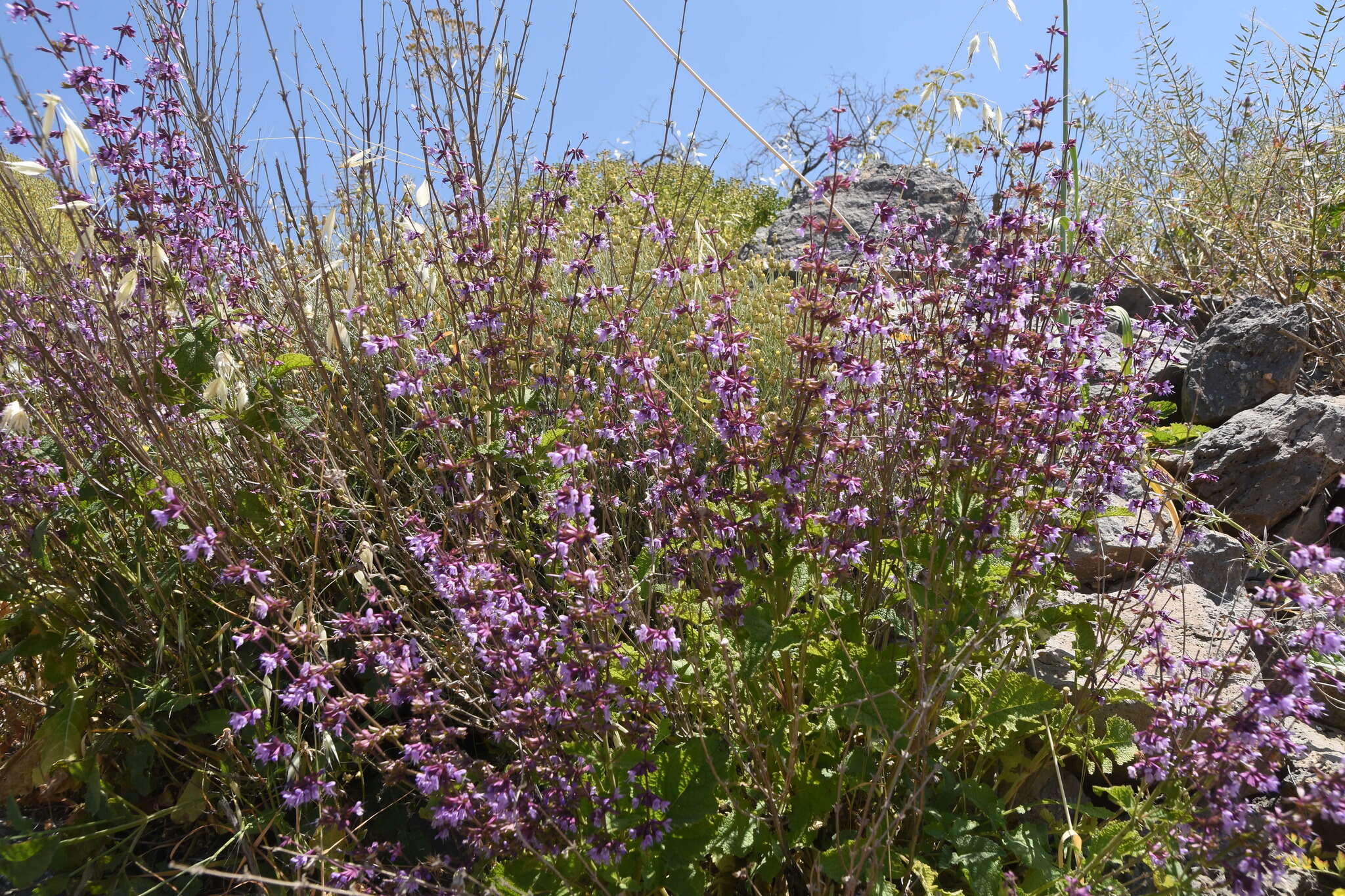 Image of Salvia judaica Boiss.