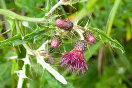 Cirsium suzukii的圖片