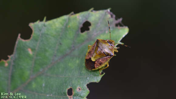 Image of Stink bug