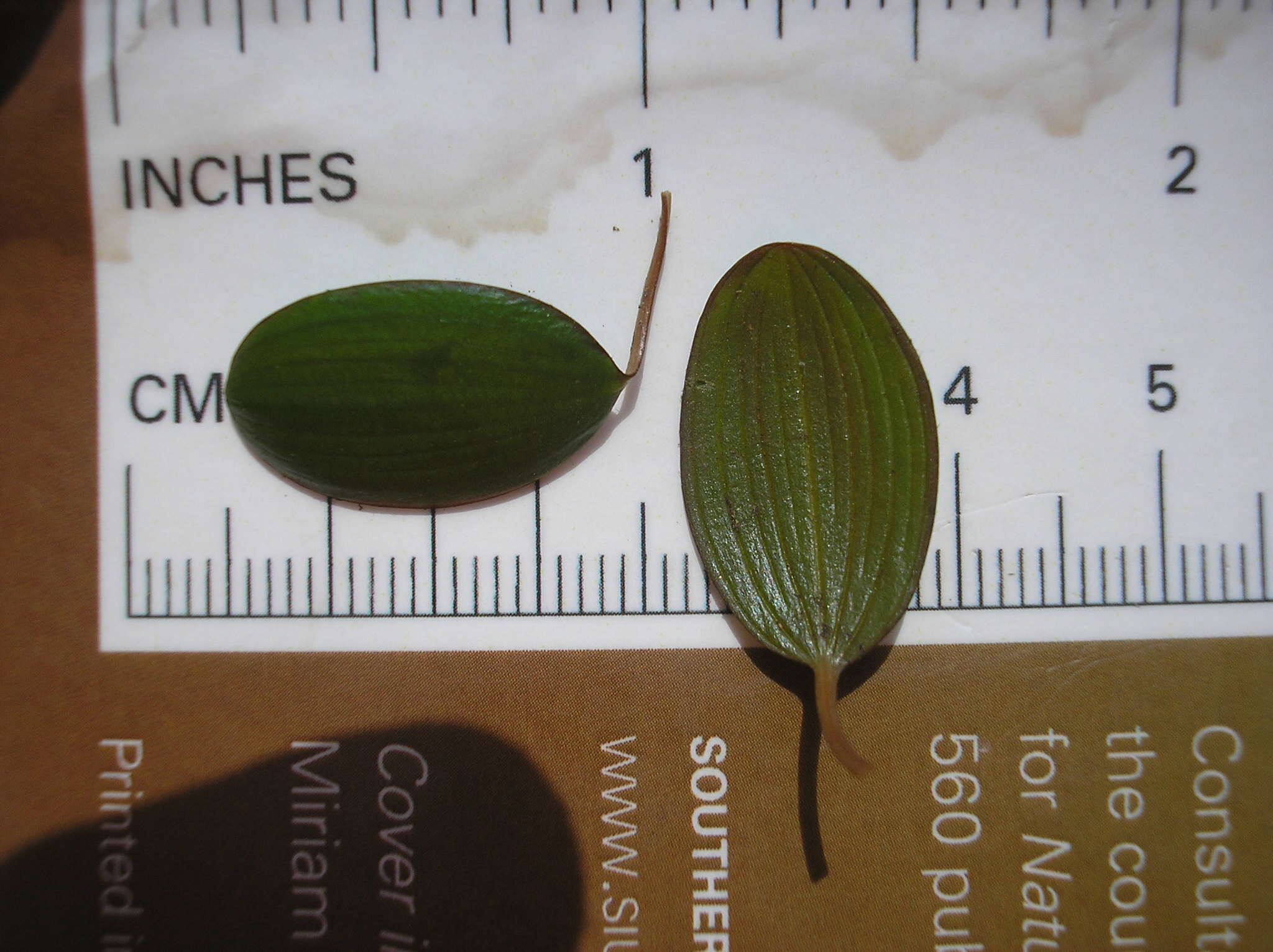 Image of waterthread pondweed