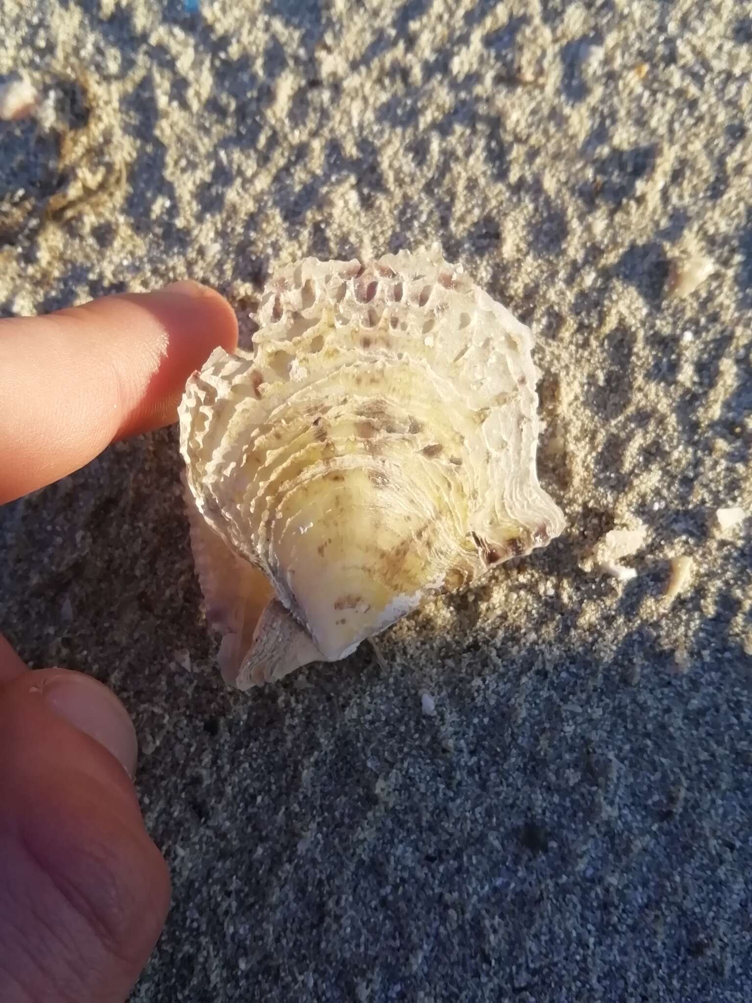 Image of rayed pearl oyster