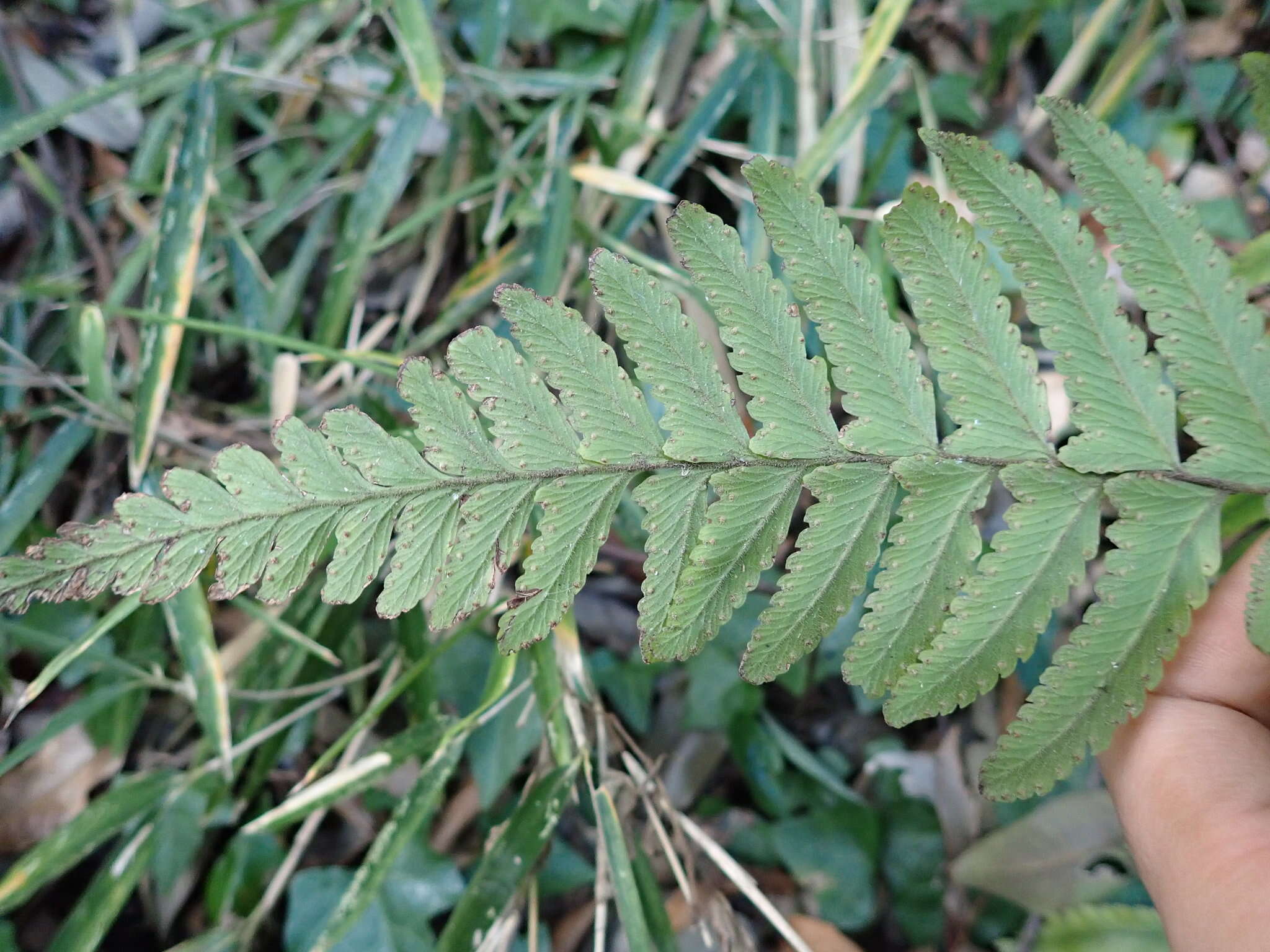 Image of Microlepia marginata (Houtt.) C. Chr.