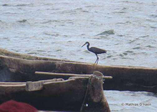 Image of <i>Egretta garzetta dimorpha</i>