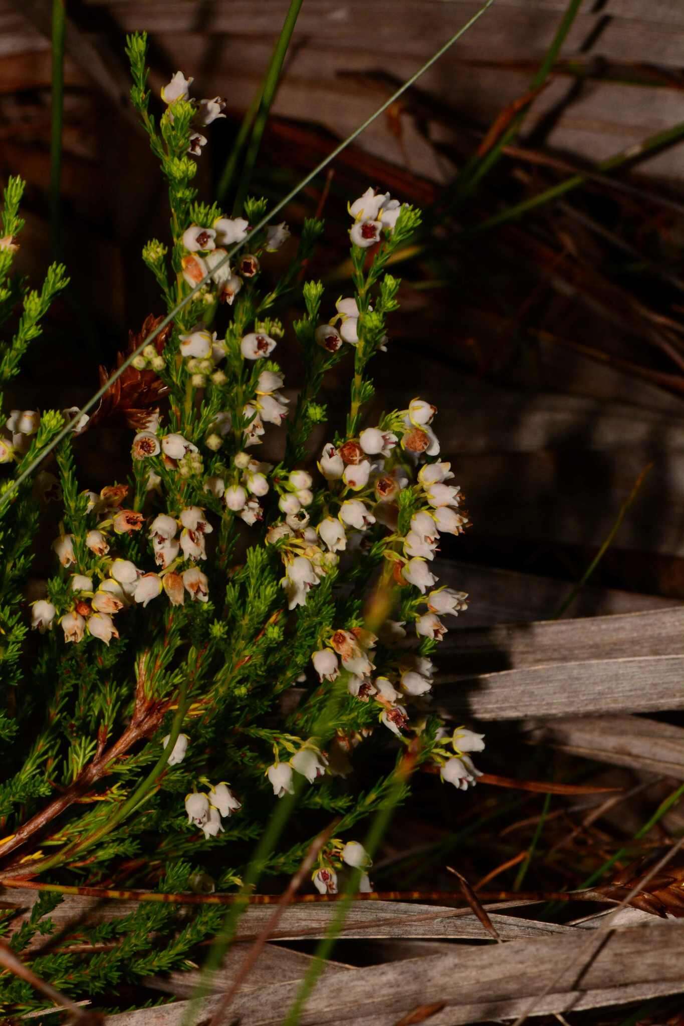 Imagem de Erica margaritacea