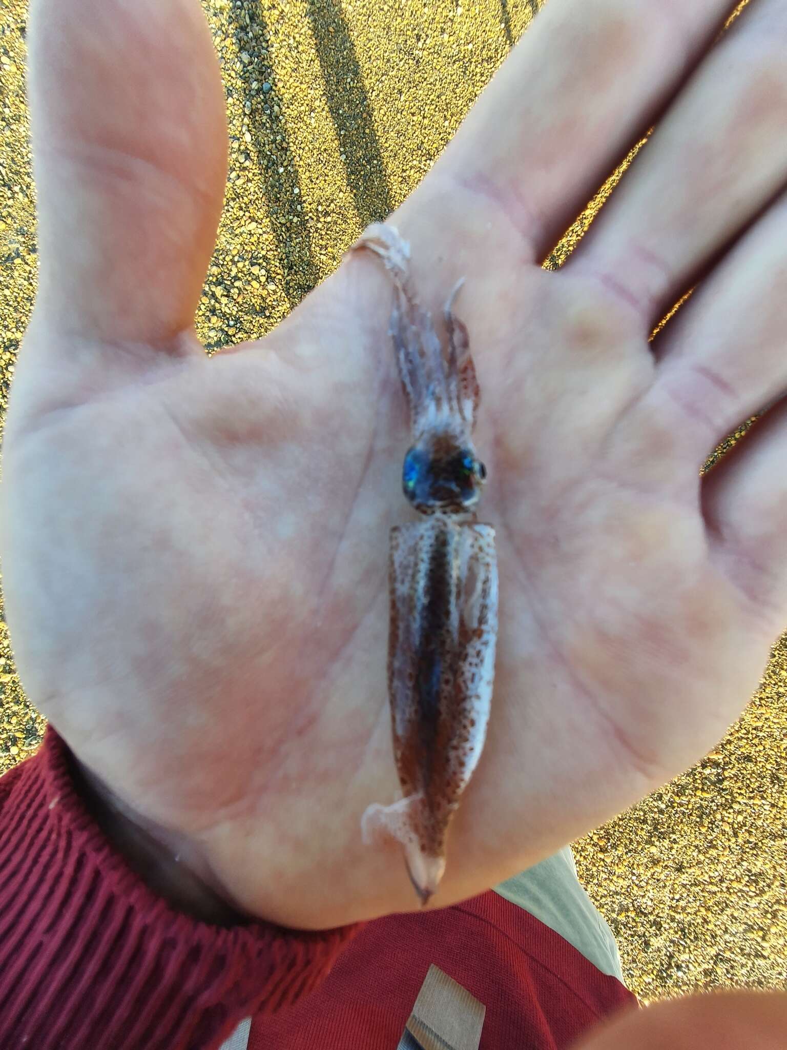 Image of New Zealand arrow squid