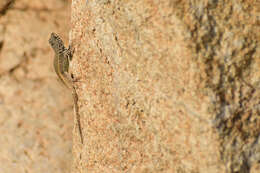 Imagem de Sceloporus pyrocephalus Cope 1864