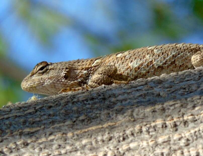 Image of Clark's spiny lizard