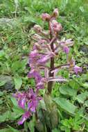 Image of Orchis sitiaca (Renz) P. Delforge