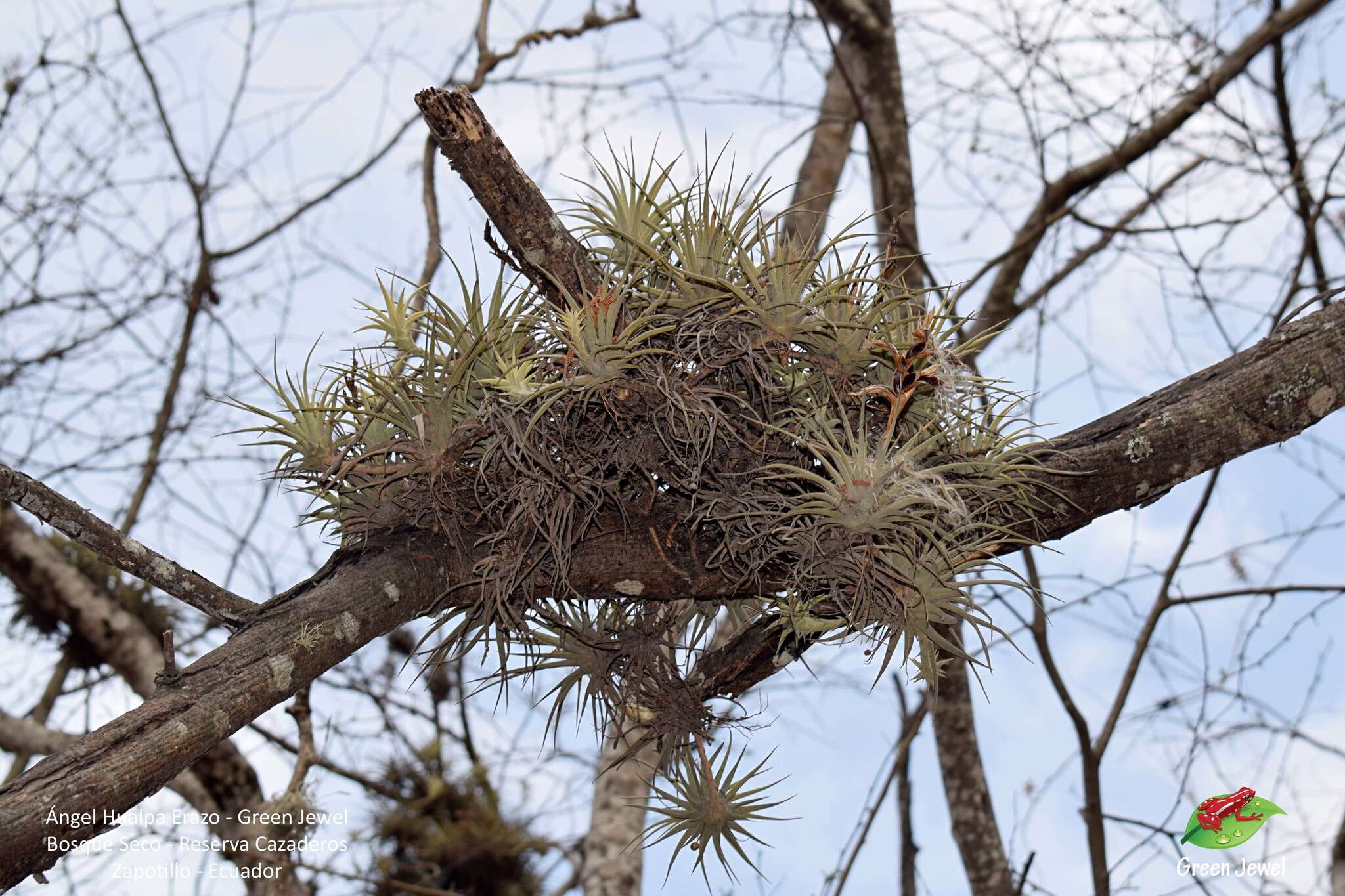 Image of Tillandsia espinosae L. B. Sm.