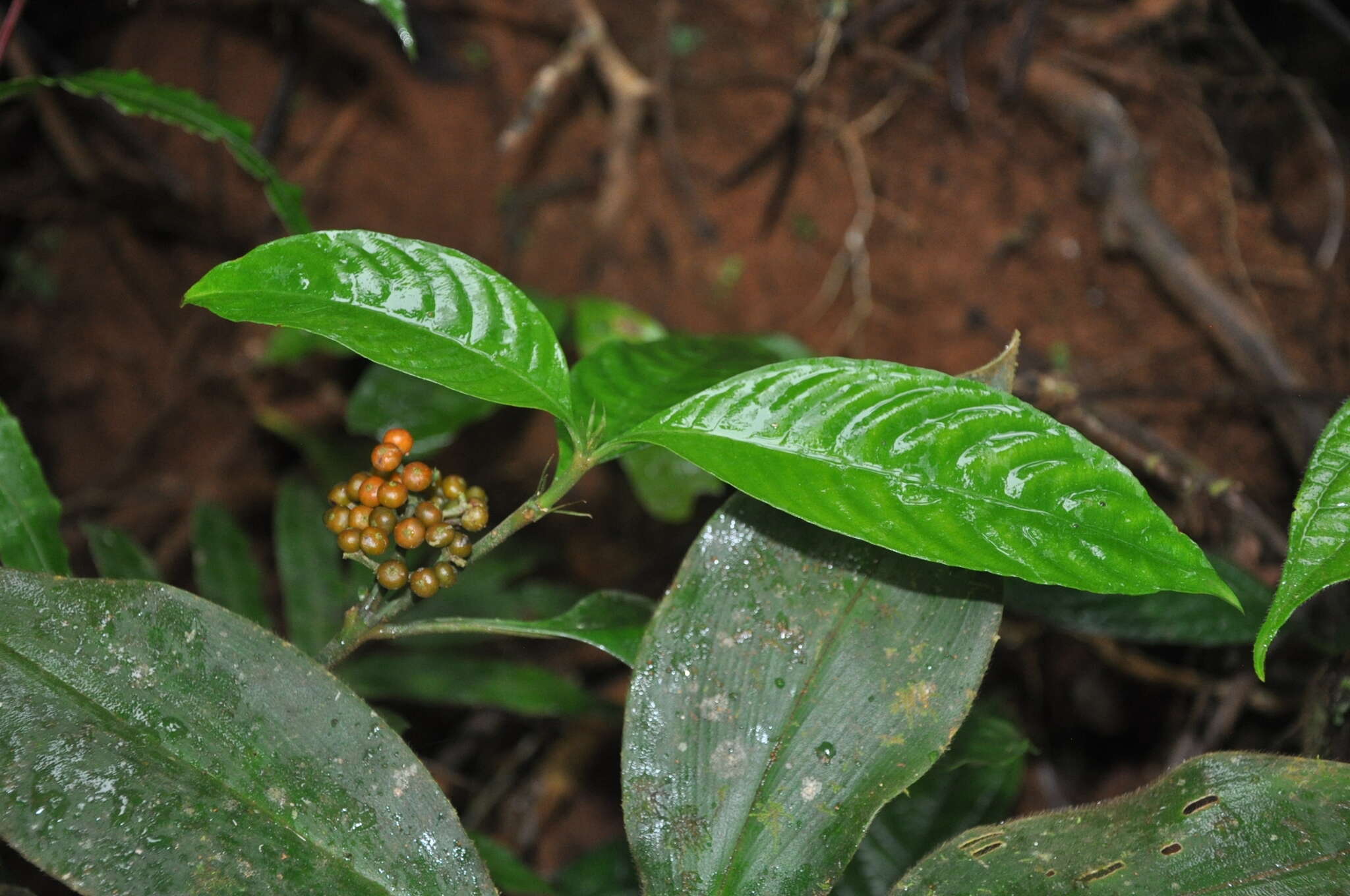 Imagem de Palicourea racemosa (Aubl.) Borhidi