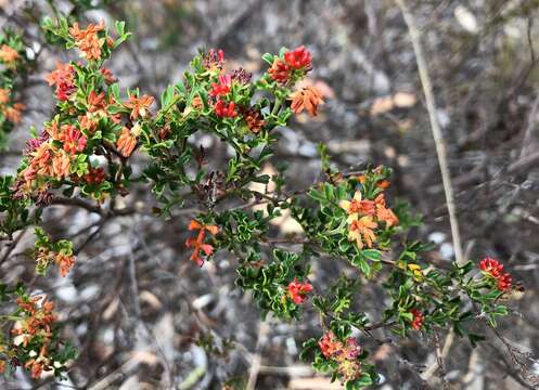 Image de Dodonaea humilis Endl.