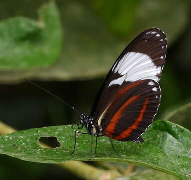 Image of Heliconius cydno galanthus Bates 1864