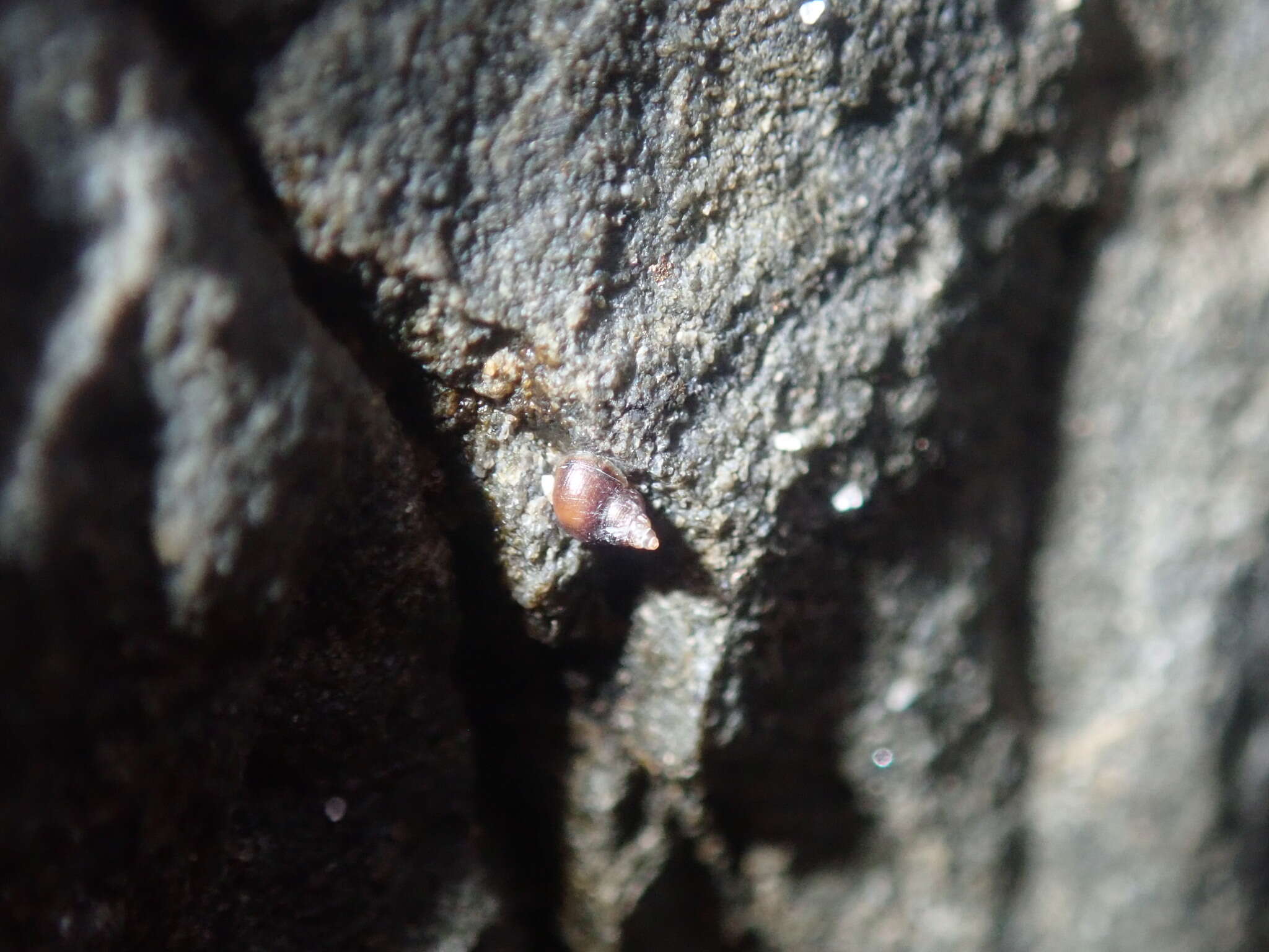 Image of Afrolittorina acutispira (E. A. Smith 1892)