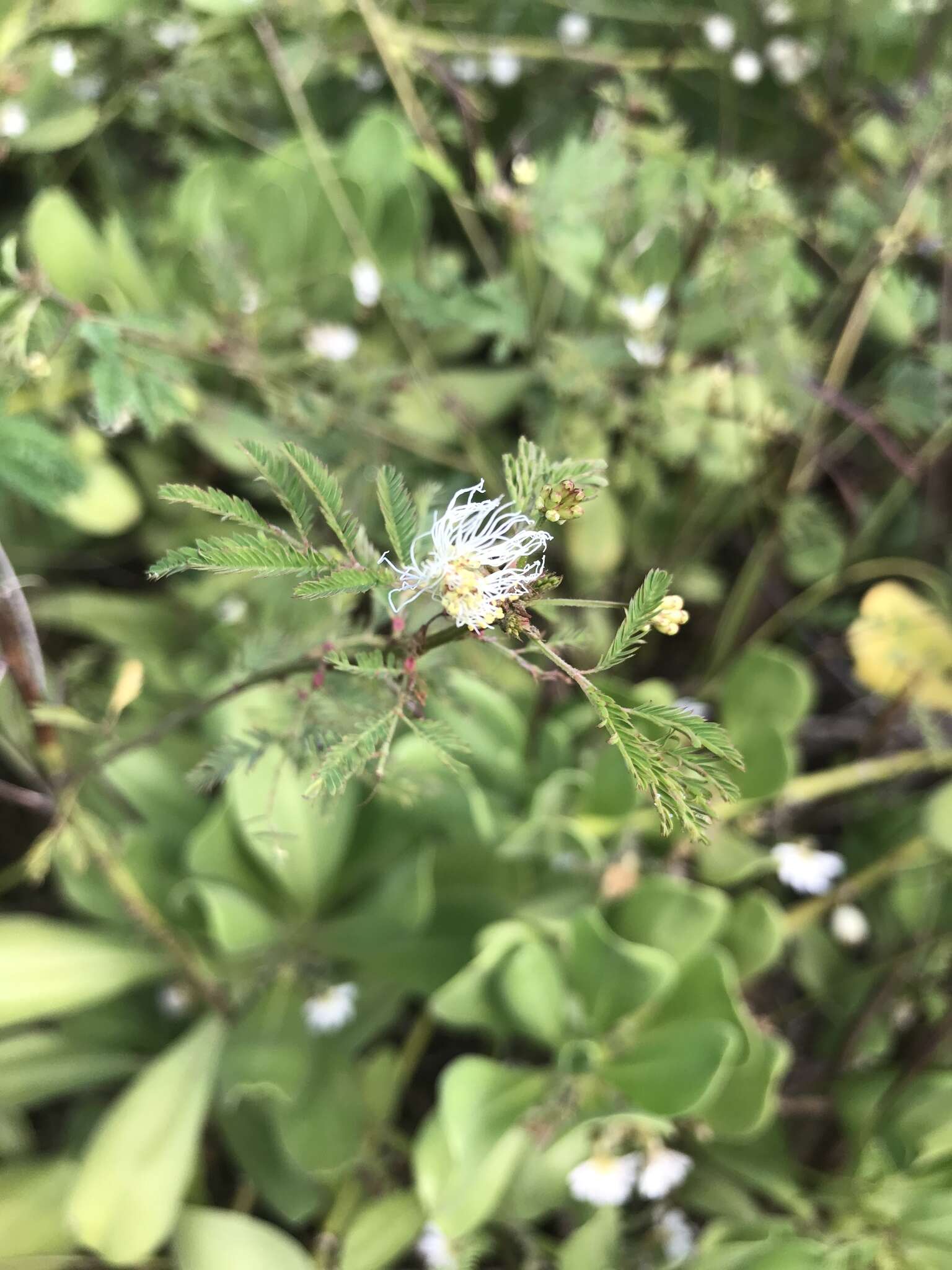 Desmanthus pernambucanus (L.) Thell. resmi