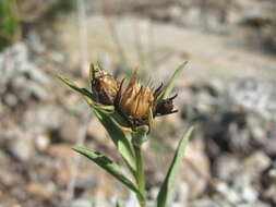 Image de Linum mucronatum subsp. armenum (Bordzil.) P. H. Davis