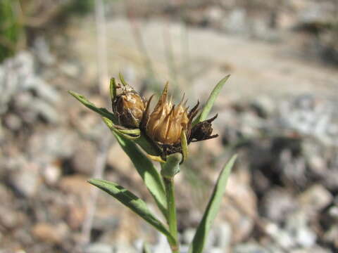 Image of Linum mucronatum subsp. armenum (Bordzil.) P. H. Davis