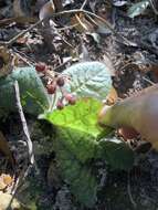 Image of Ardisia primulifolia Gardner & Champ.