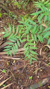 Image of Soapberry Tree