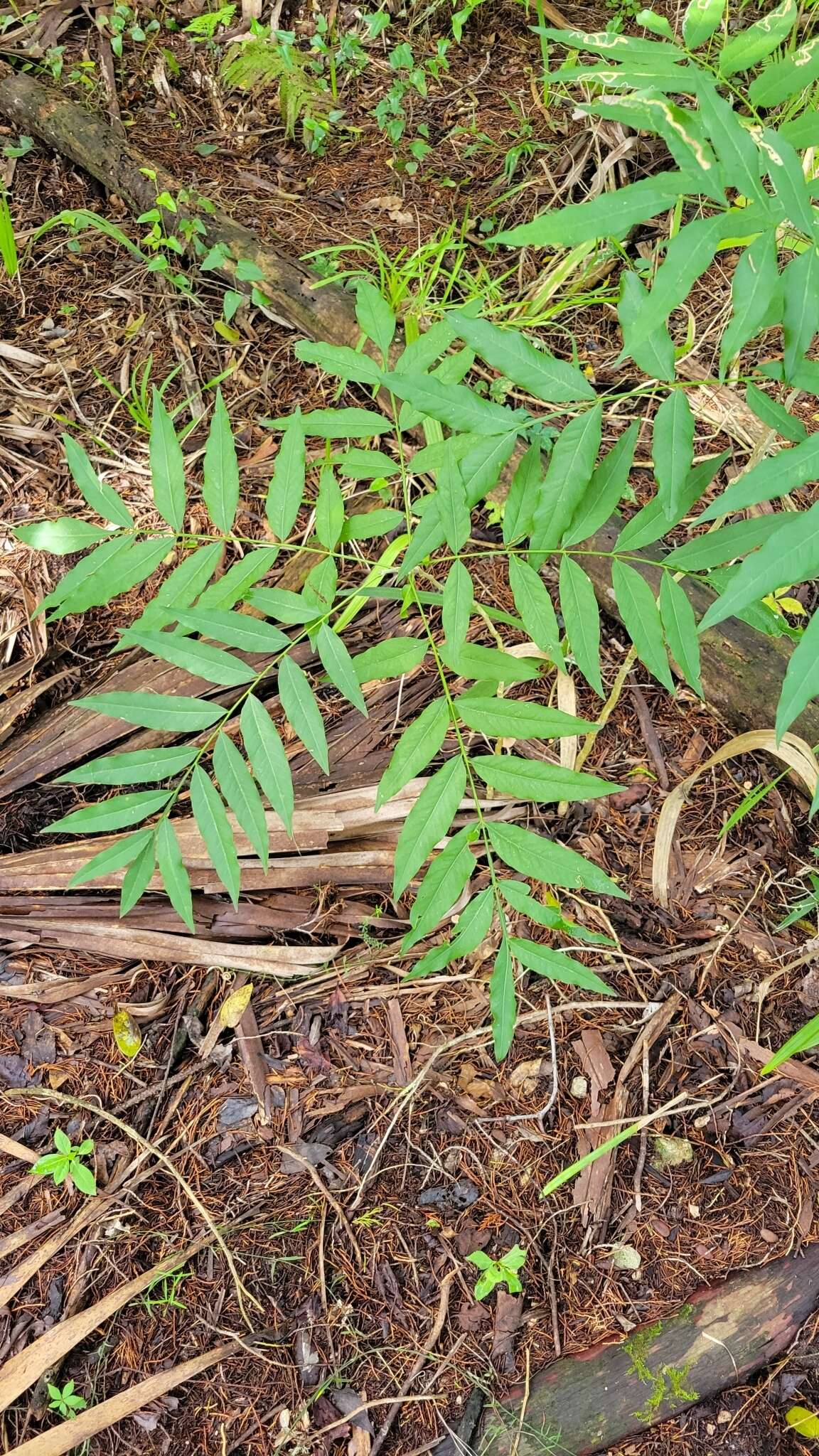 Image of Soapberry Tree