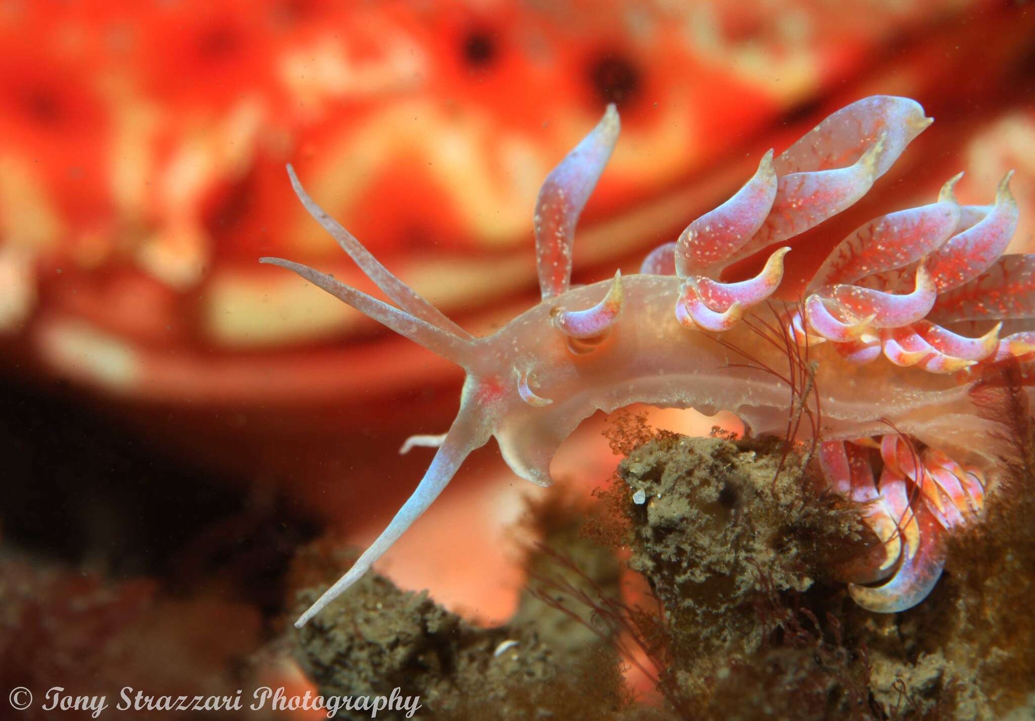 Image of Sea slug